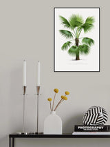 Xxvi Trithrinax B Poster och Canvastavla