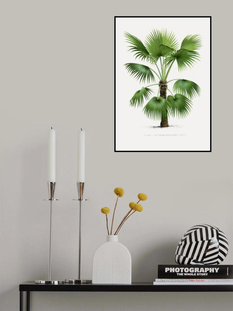 Xxvi Trithrinax B Poster och Canvastavla