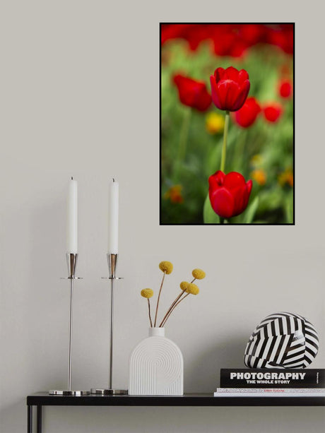 red tulips Poster och Canvastavla