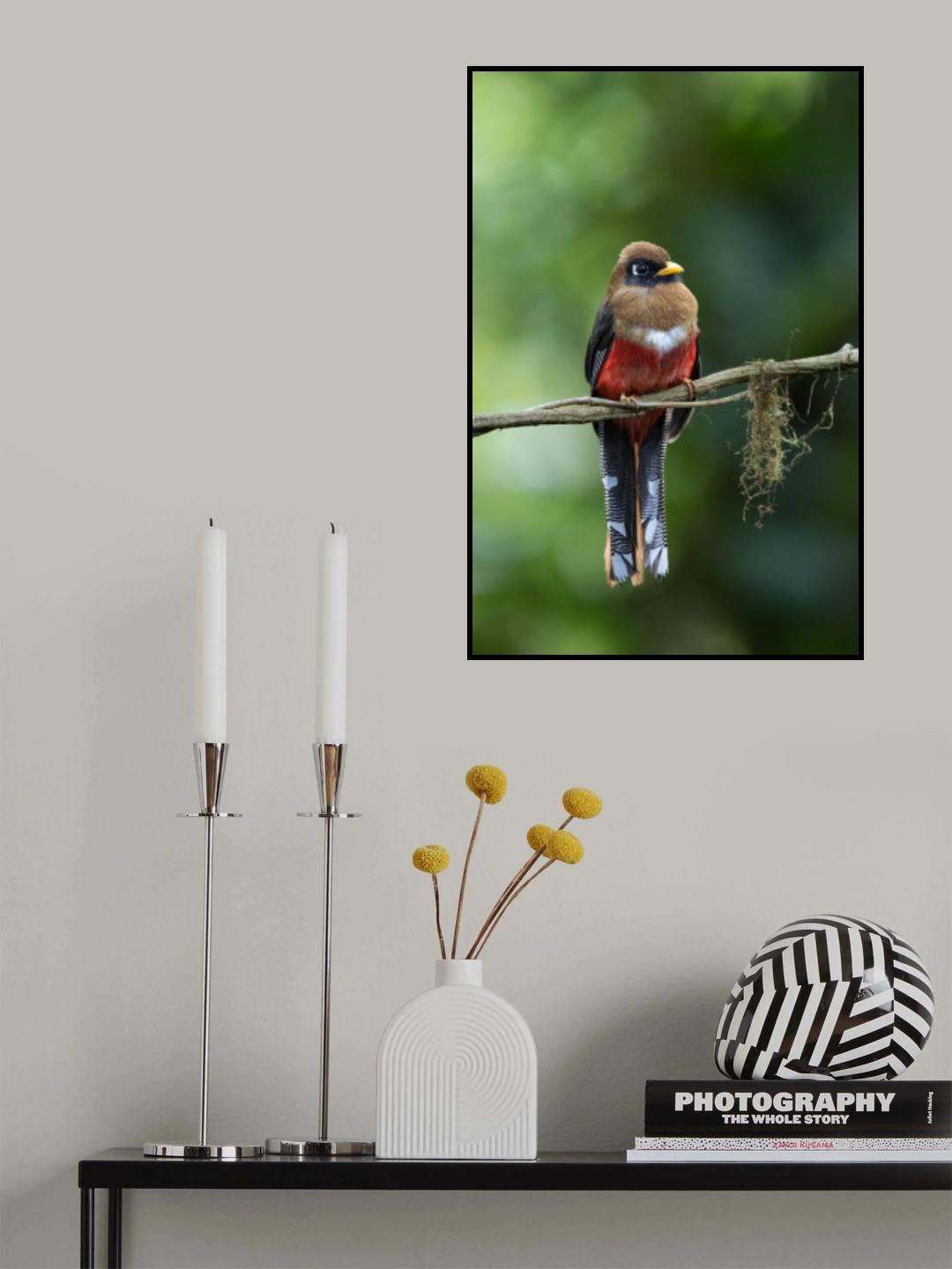 Trogon Poster och Canvastavla
