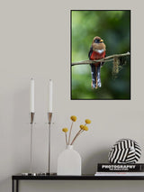Trogon Poster och Canvastavla