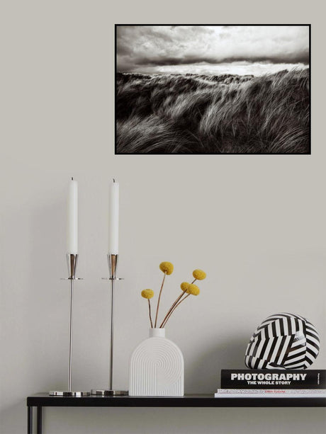 Dunes of grass Poster och Canvastavla