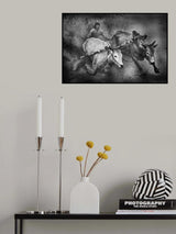 Cow Race #10 Poster och Canvastavla