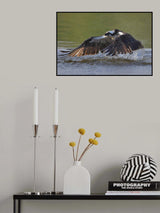 Osprey in hunting Poster och Canvastavla