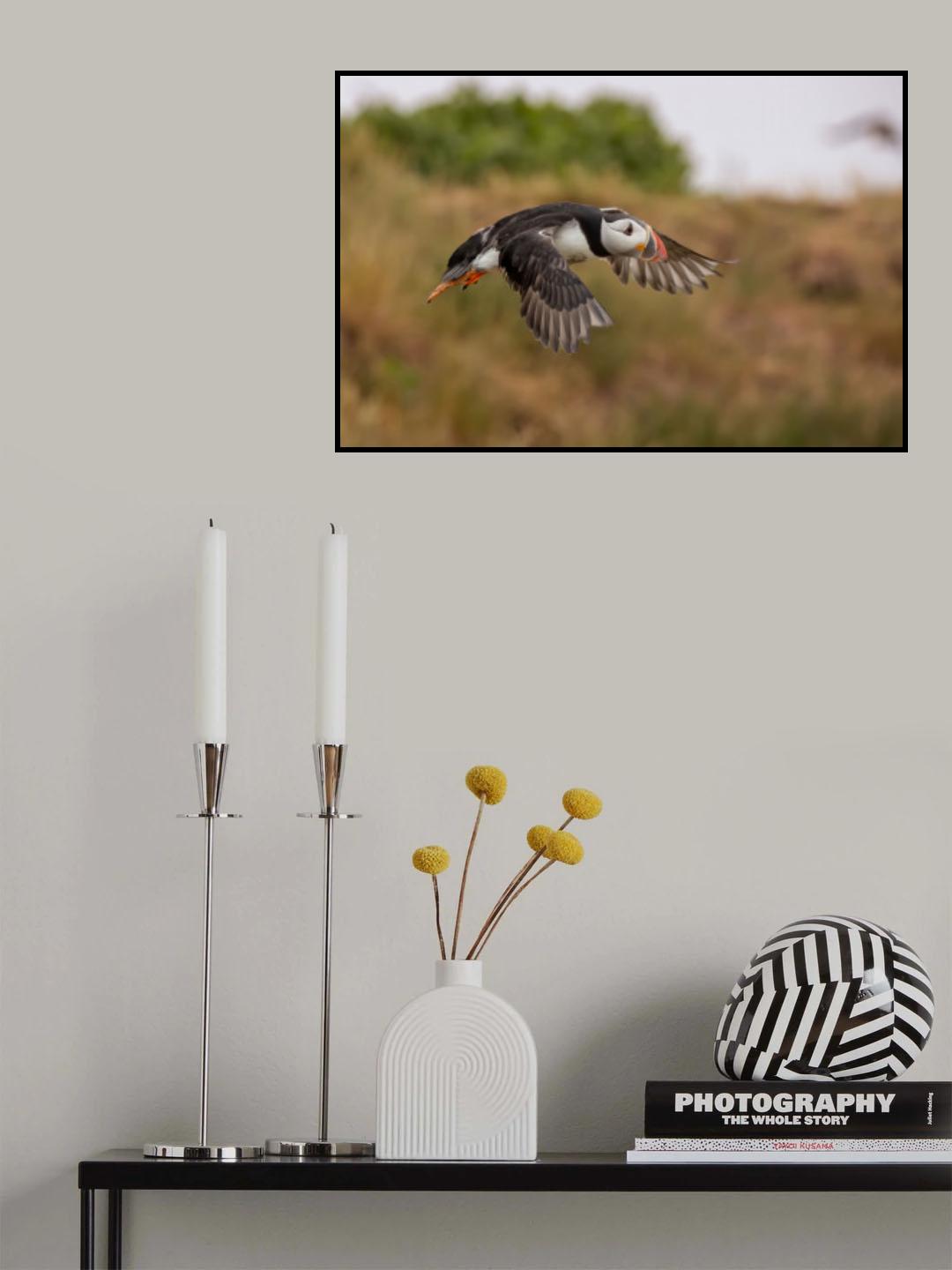 Puffin Poster och Canvastavla