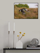 Puffin Poster och Canvastavla