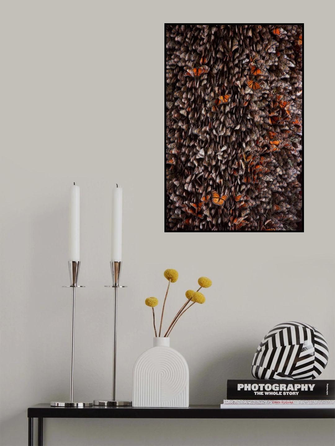 Monarch Butterflies during hibernation Poster och Canvastavla