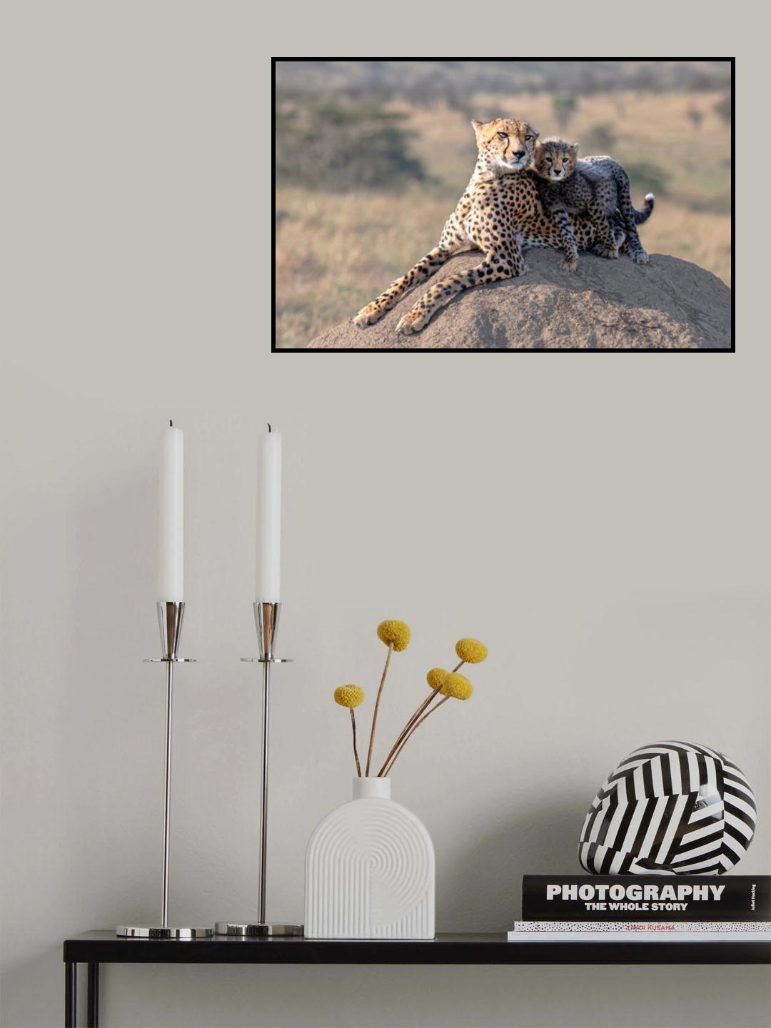 Cheetah and cup! Poster och Canvastavla