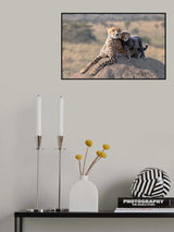 Cheetah and cup! Poster och Canvastavla