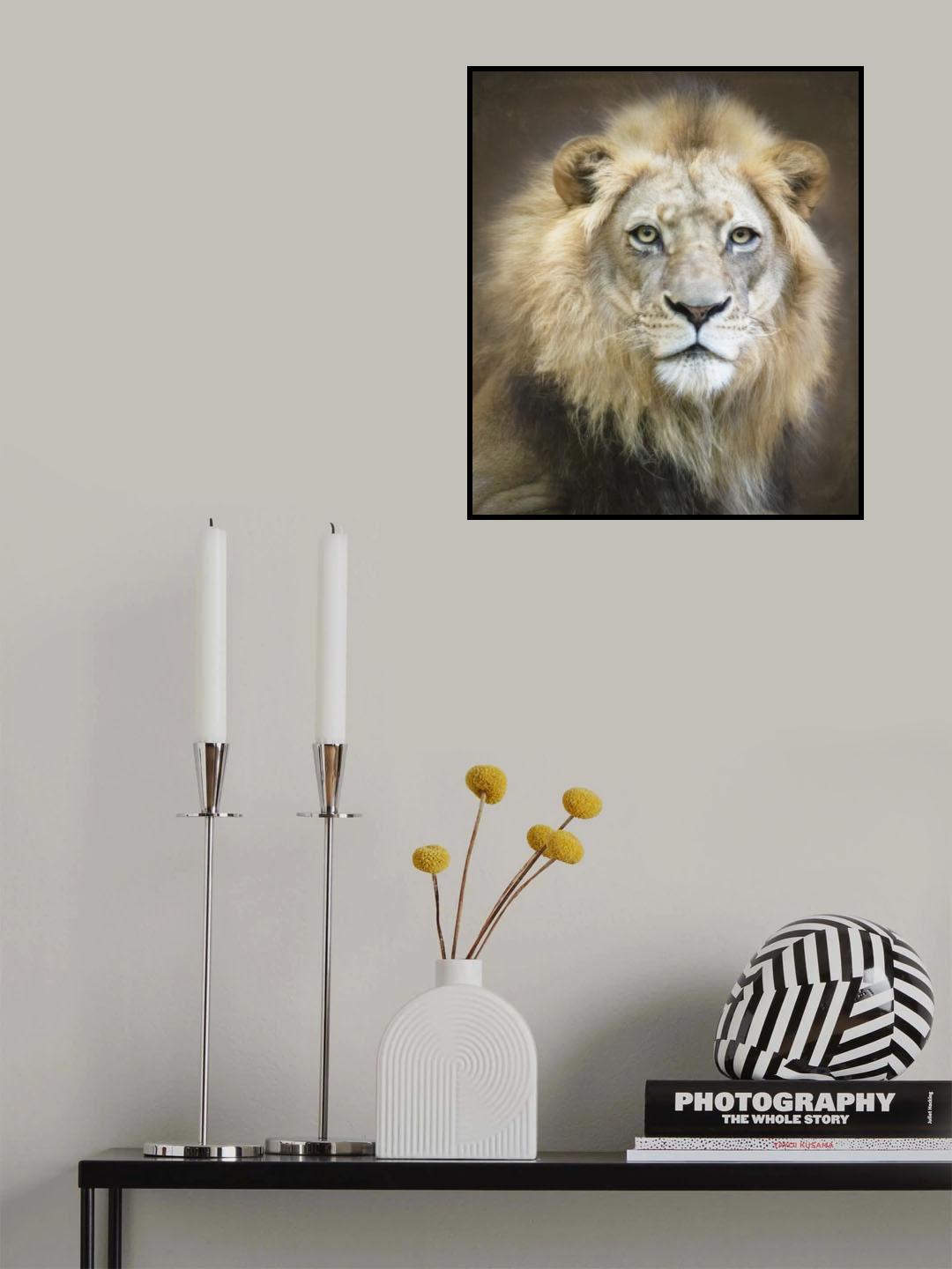 Portrait of a Young Male Lion Poster och Canvastavla