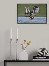 Osprey in hunting Poster och Canvastavla