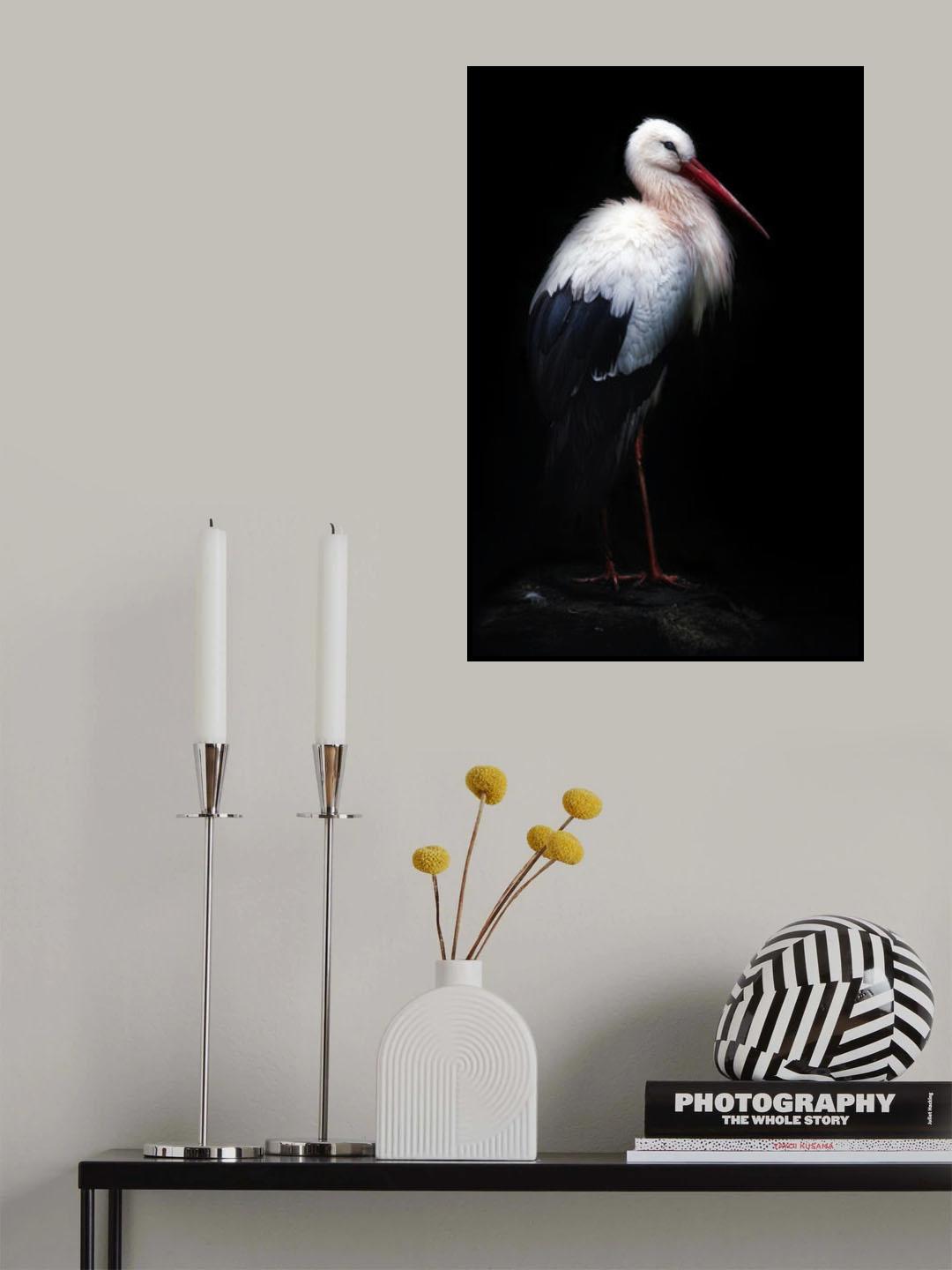 White stork portrait Poster och Canvastavla