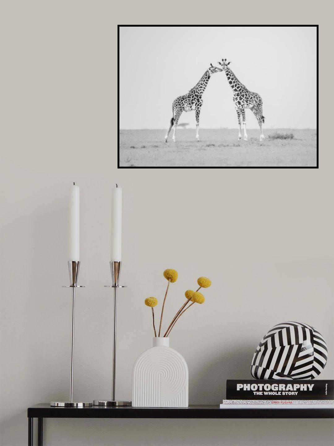 Giraffe affection Poster och Canvastavla