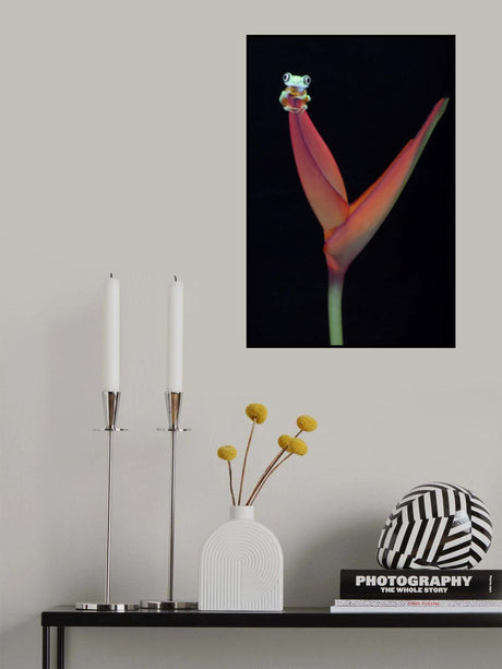 Lemur Tree Frog on a Tropical Stem Poster och Canvastavla