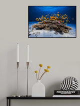 Marine Life Poster och Canvastavla