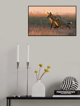 Red fox Poster och Canvastavla