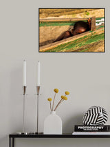 WHAT IS HE DOING ? Poster och Canvastavla