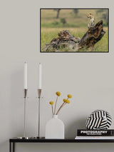 Leopard - Serengeti, Tanzania Poster och Canvastavla