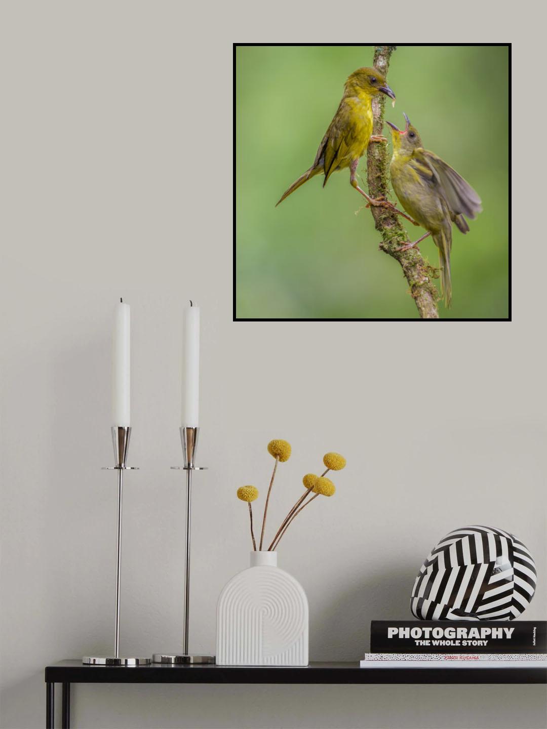 Olive-green Tanager feeding the chick Poster och Canvastavla