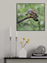 Kestral with prey Poster och Canvastavla