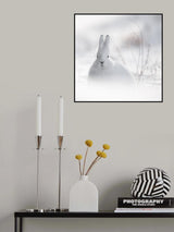 Wild Arctic Rabbit Poster och Canvastavla