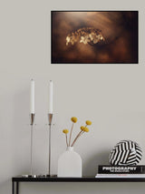 Withe hydrangea Poster och Canvastavla