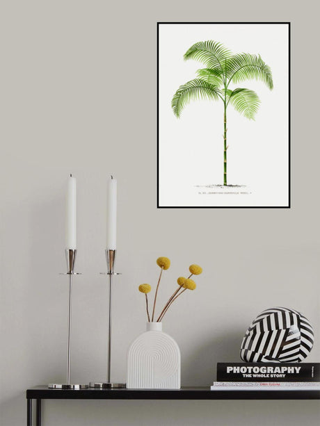 Xiii Chamaedorea G Poster och Canvastavla