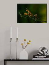 Mantis and aphids Poster och Canvastavla