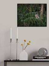 Short eared owl Poster och Canvastavla
