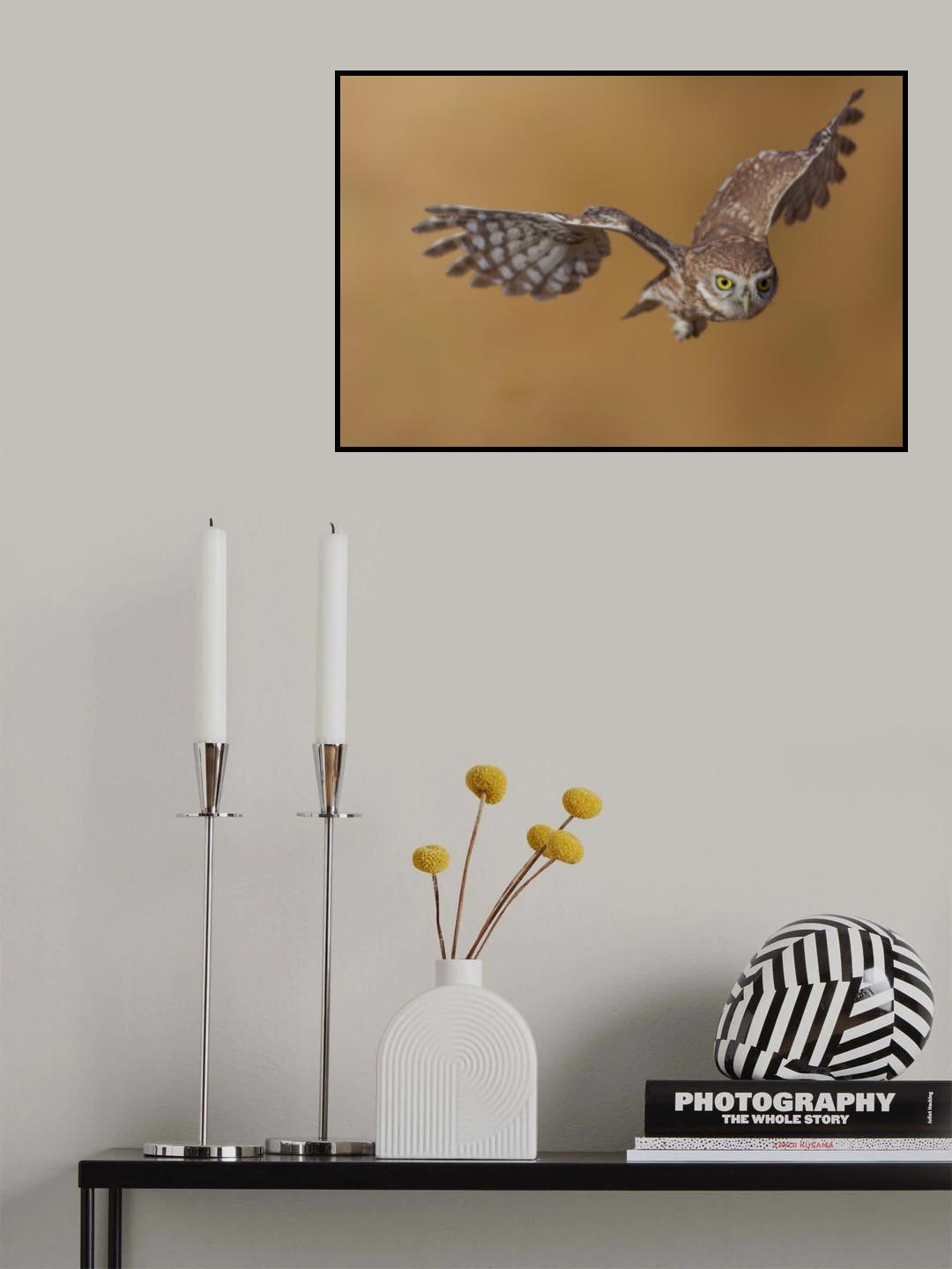 Little owl Poster och Canvastavla