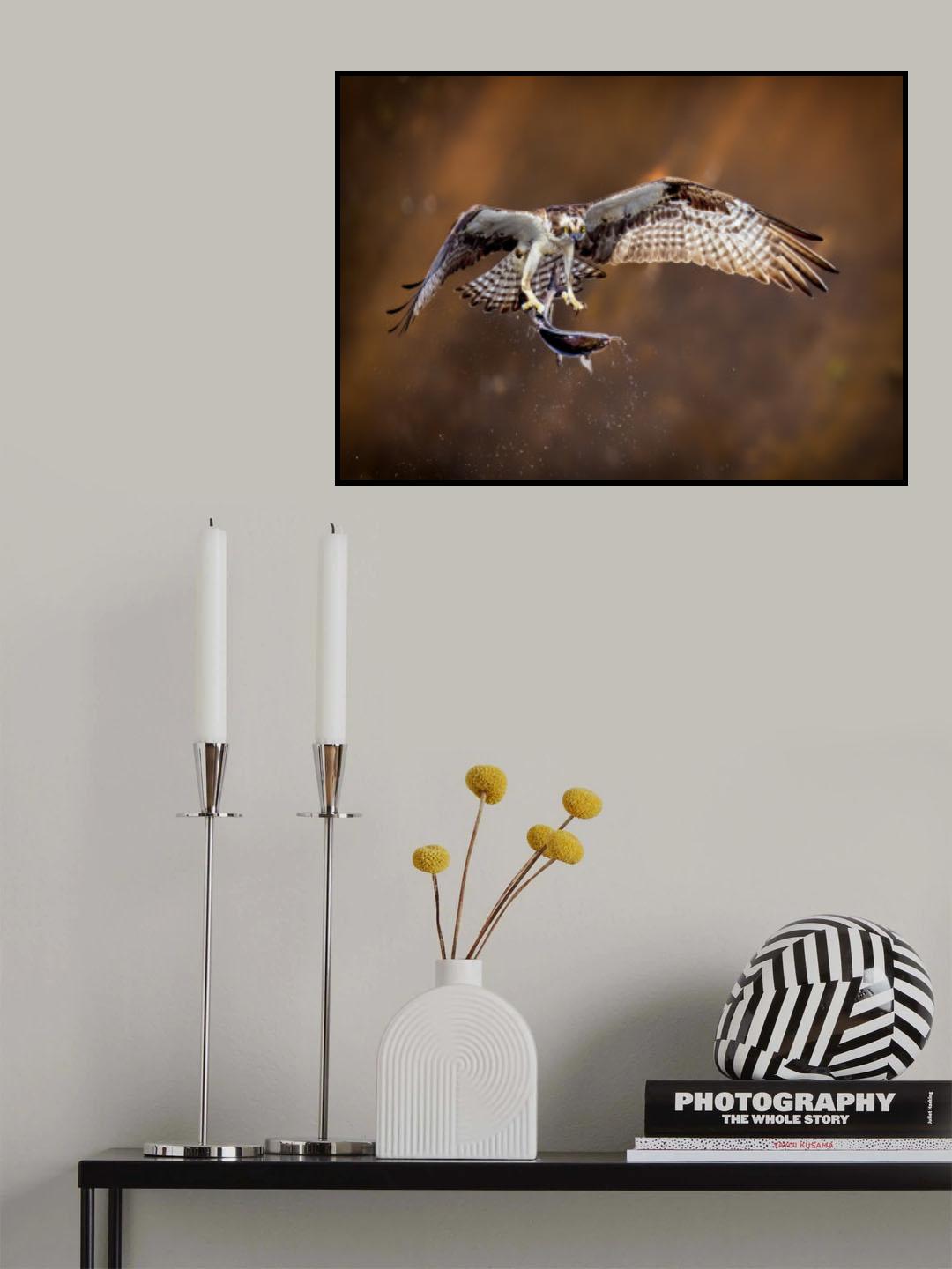 Osprey with fish Poster och Canvastavla