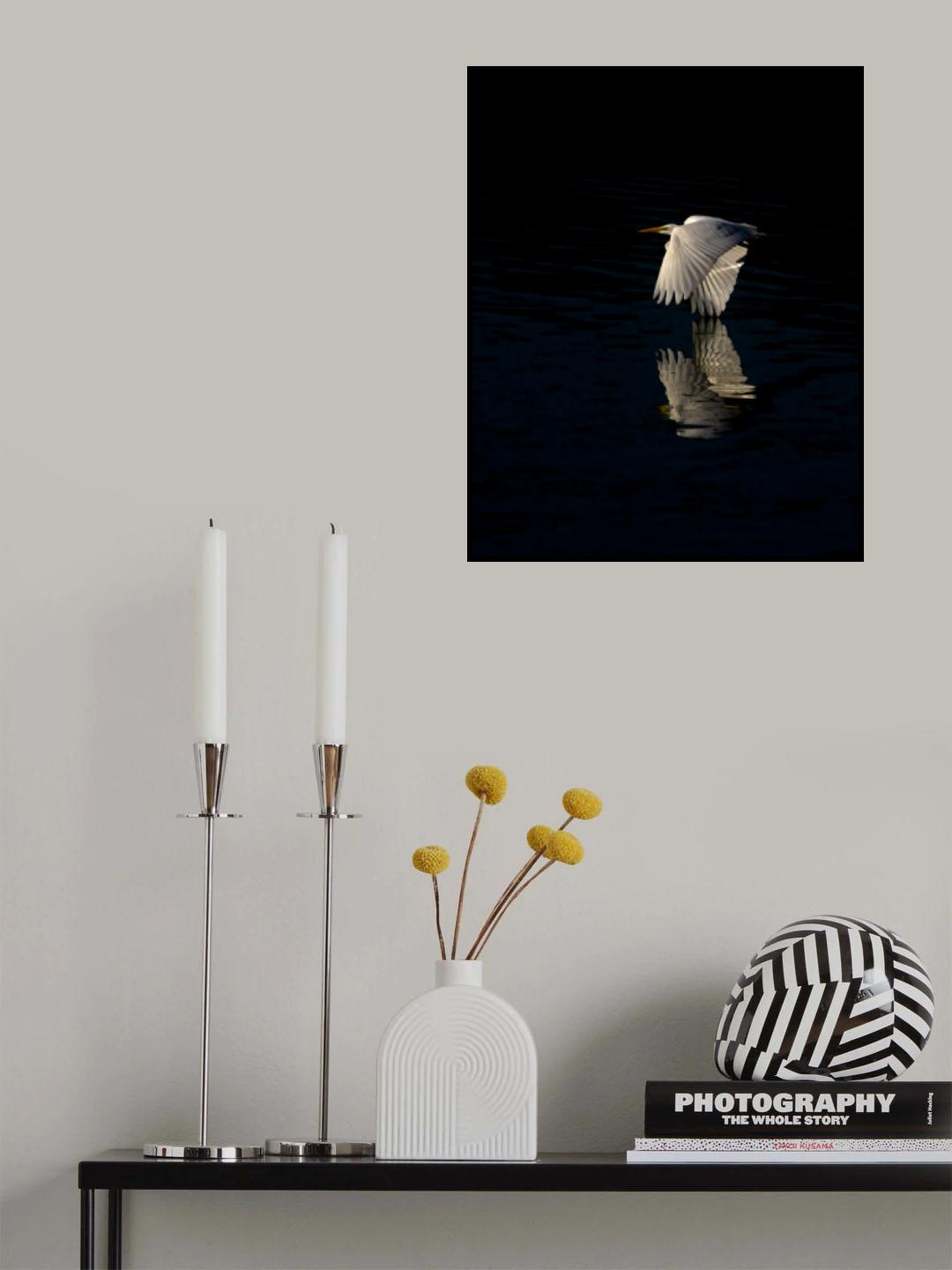 Egret Poster och Canvastavla