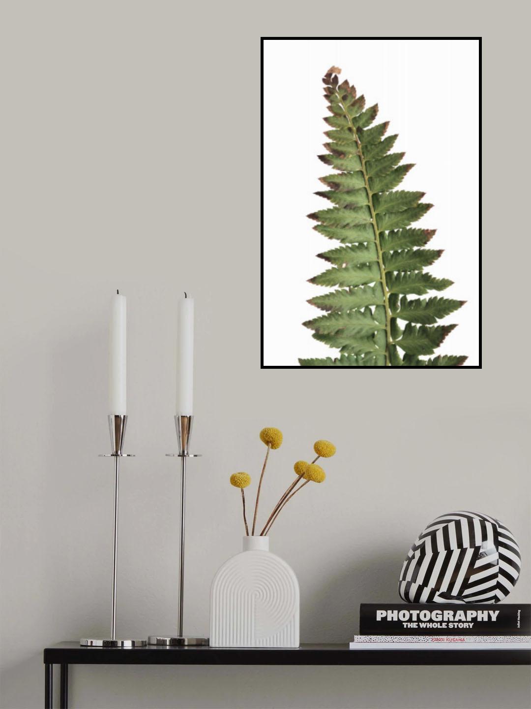 Green fern Poster och Canvastavla