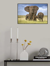 Elephant mom protecting her calves Poster och Canvastavla