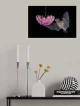 Bat Eating From Flower Poster och Canvastavla