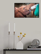 Feeding time Poster och Canvastavla