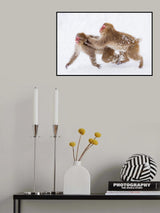 Snow Monkey, playing Poster och Canvastavla