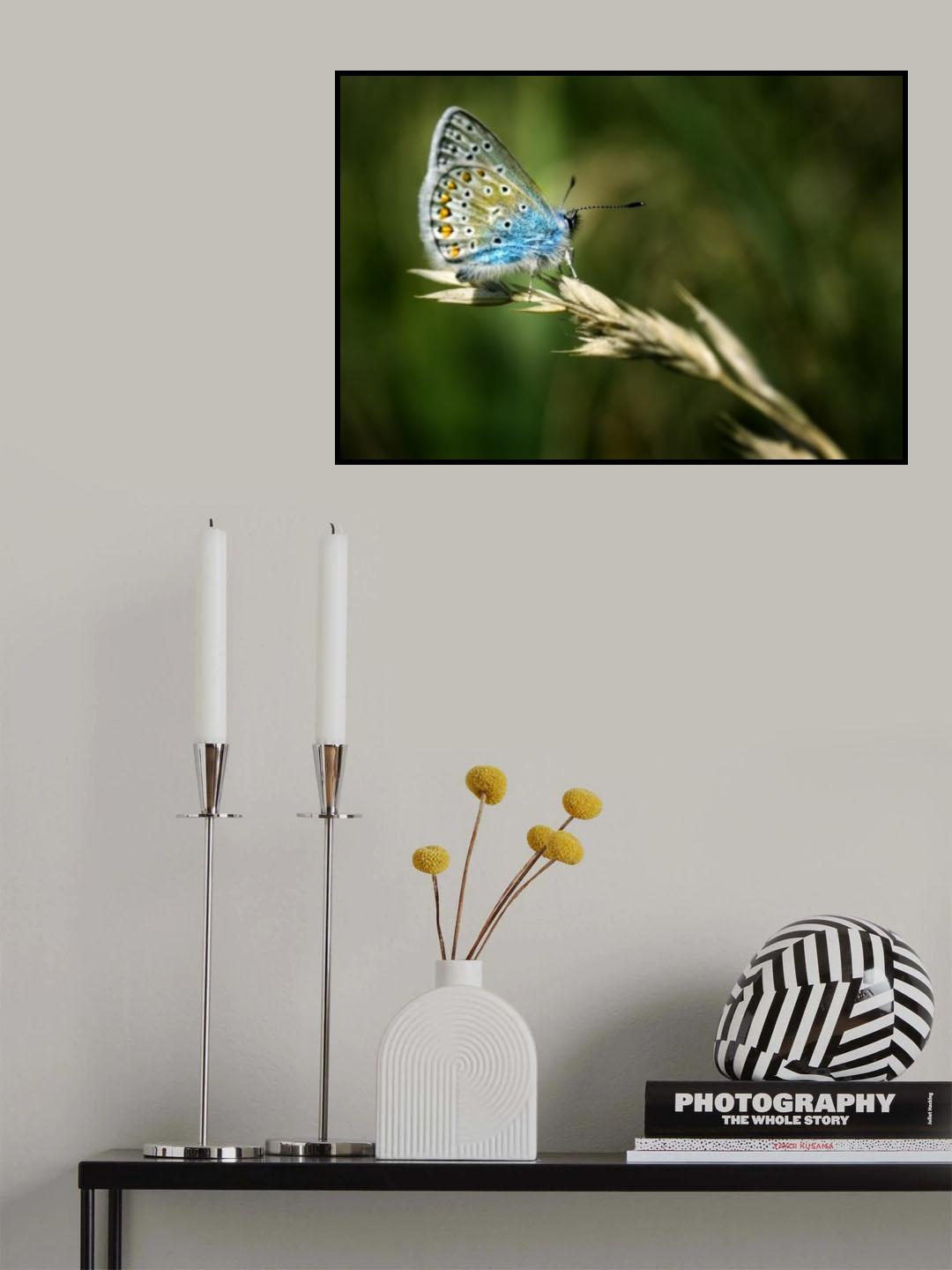 Polyommatus amandus Poster och Canvastavla