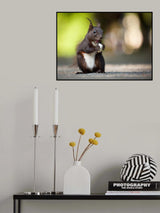 Squirrel Poster och Canvastavla