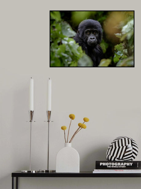 gorilla Poster och Canvastavla