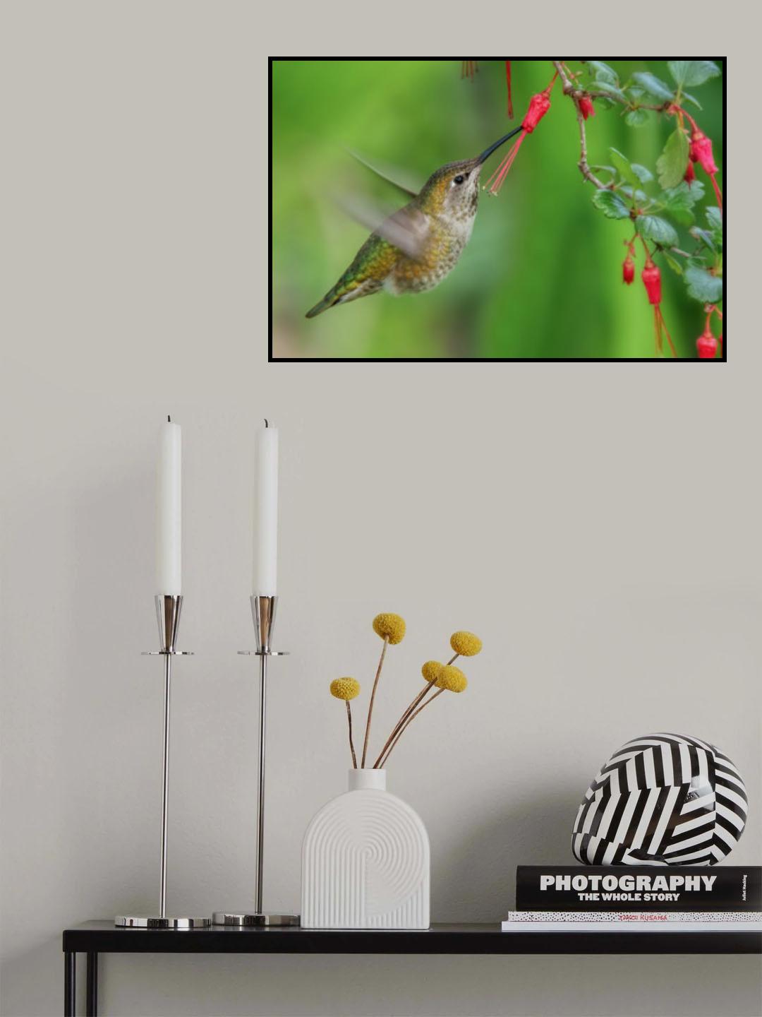Hummingbird Poster och Canvastavla
