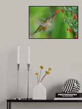 Hummingbird Poster och Canvastavla