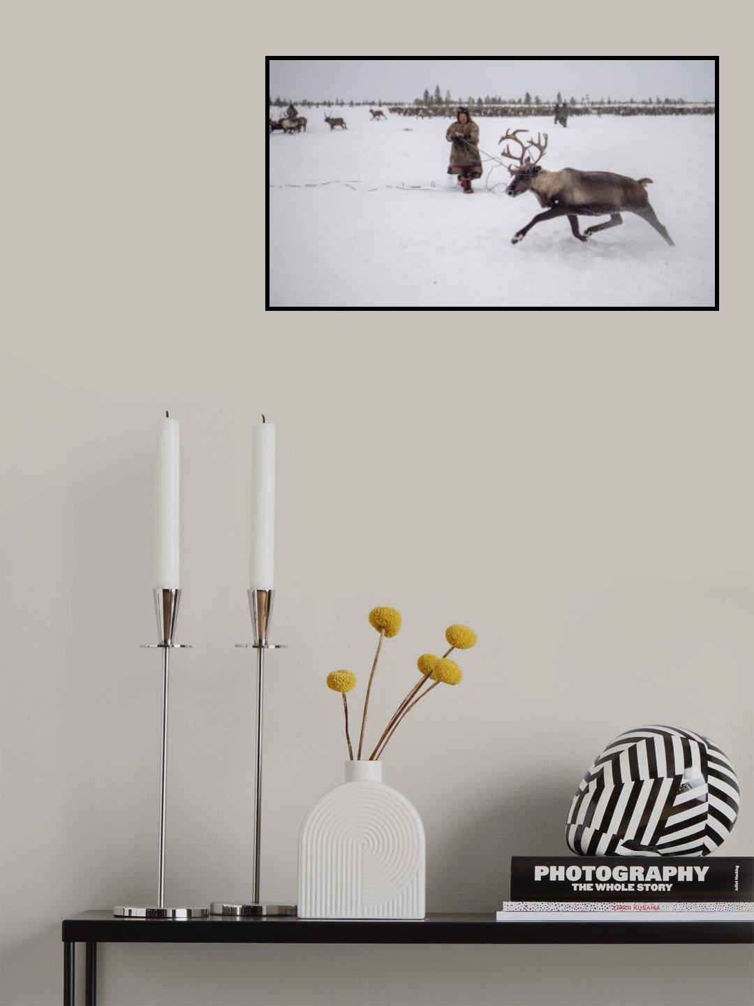 Jigori hunts reindeer II Poster och Canvastavla