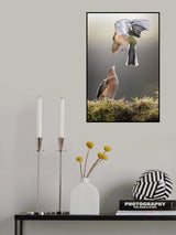 Chaffinch Display Poster och Canvastavla