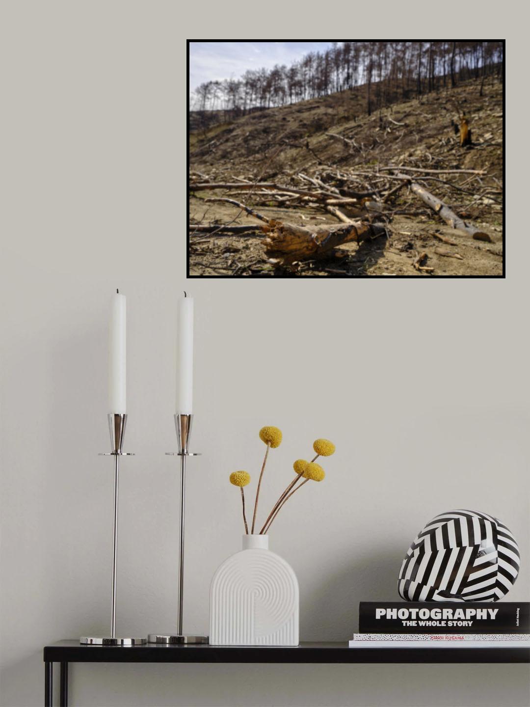 burnt trees in the forest Poster och Canvastavla