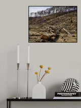 burnt trees in the forest Poster och Canvastavla