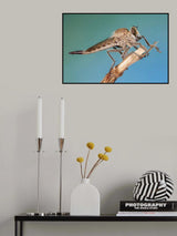 robber fly Poster och Canvastavla