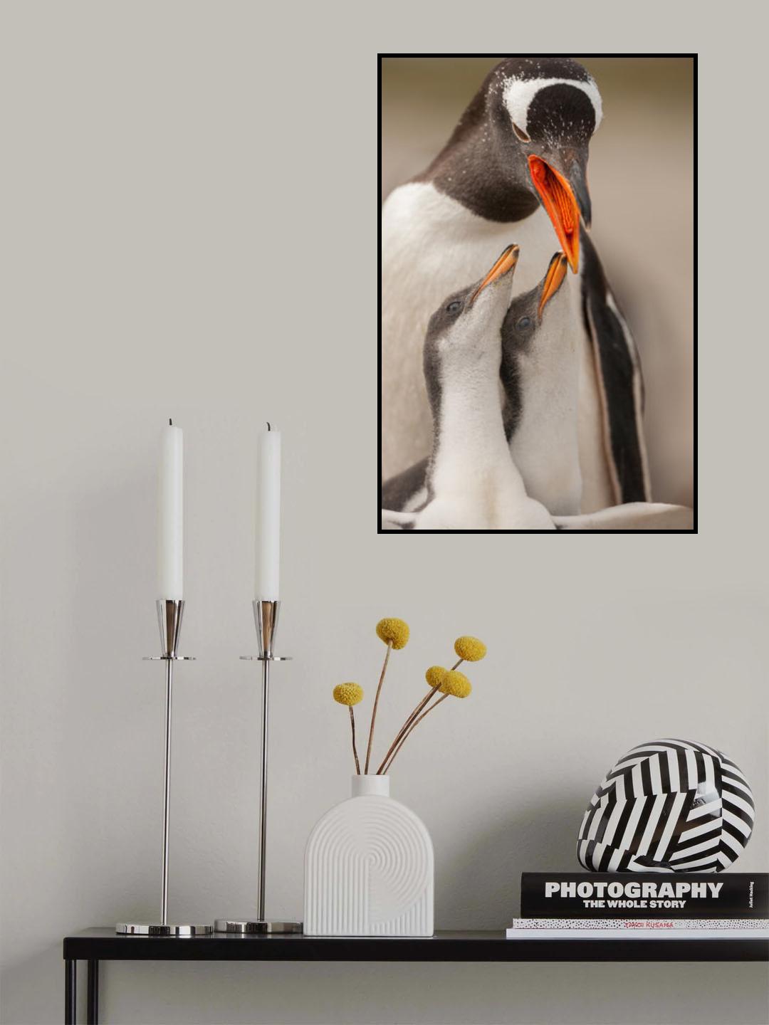 Gentoo penguin juvenile Poster och Canvastavla
