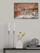 Fox family Poster och Canvastavla