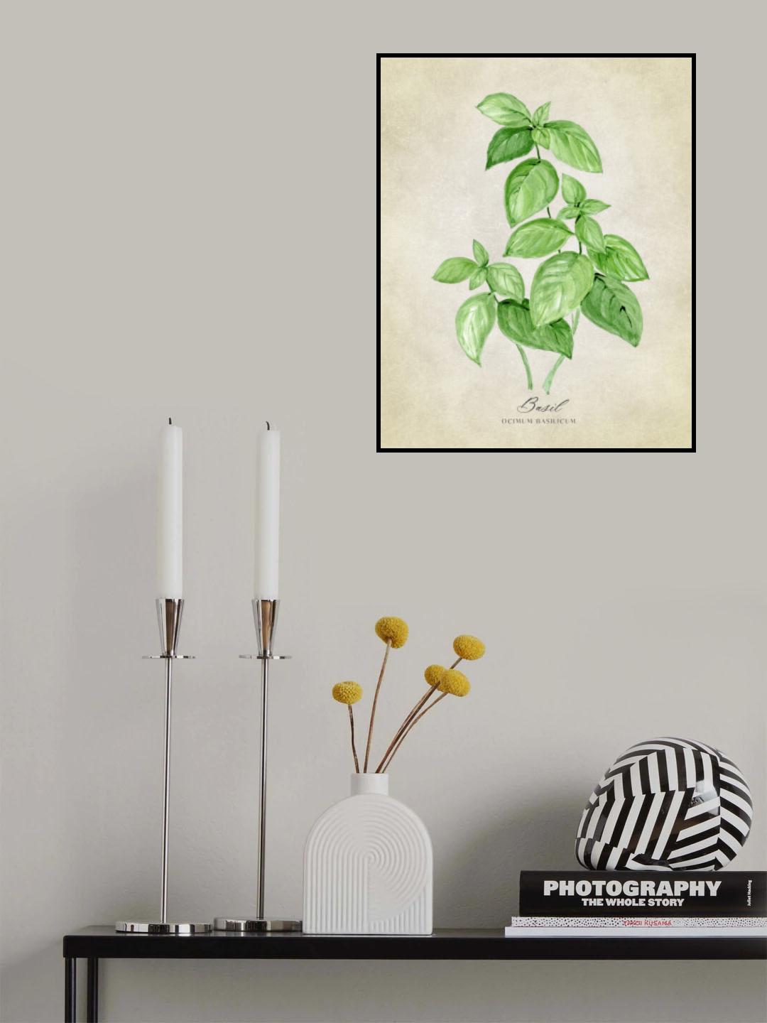 Basil vintage Poster och Canvastavla